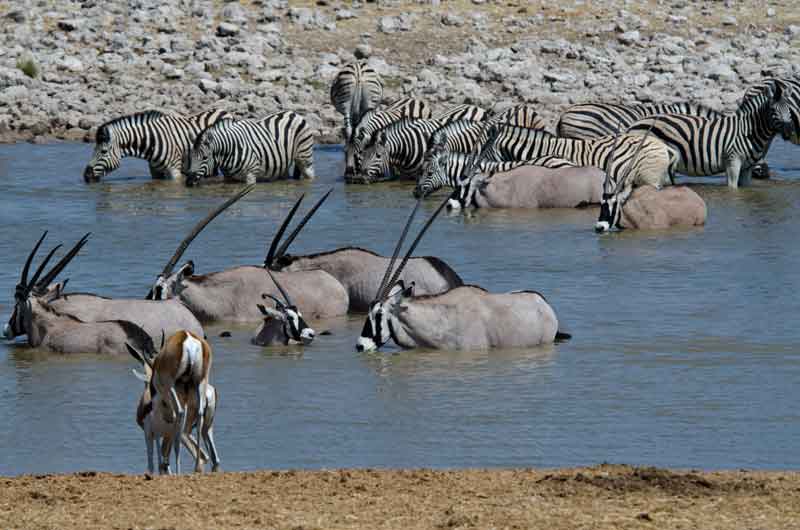 Cebra y Antílopes Orix - parque nacional de Etosha - Namibia 1.jpg